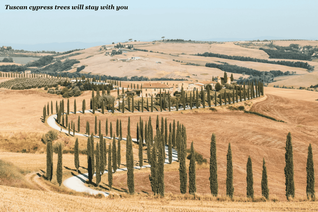 Cypress trees line a countryside road in Tuscany, Italy - trip to Tuscany