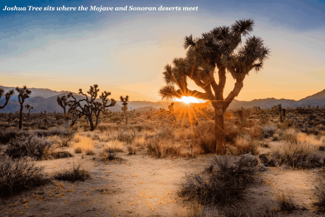 Sun sets behind the trees in Joshua Tree National Park - best California road trips
