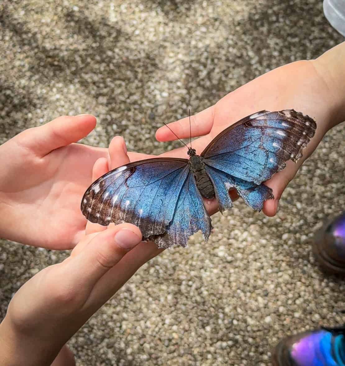 Blue butterfly at Butterfly Farm Symonds Yat England Herefordshire