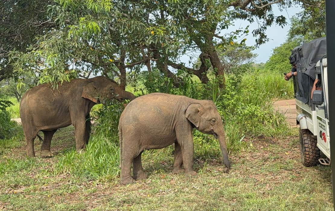 Elephants viewable from a safari truck in Sri Lanka