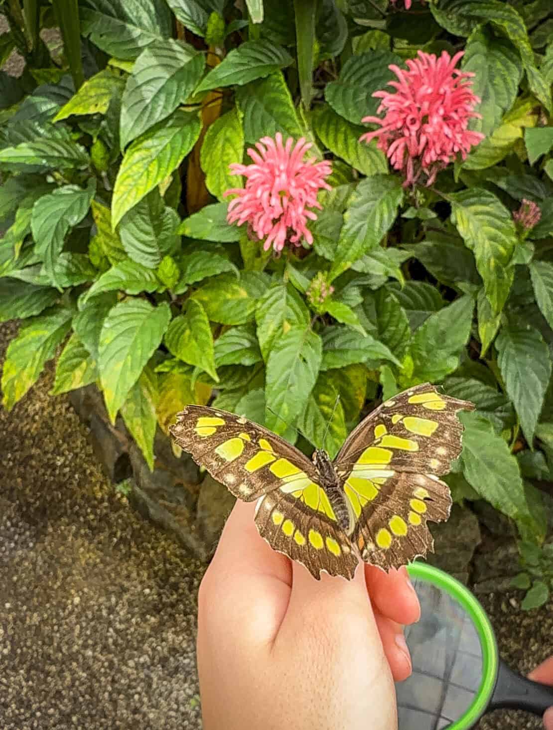 Butterfly resting on a child's hand at the Wye Valley Butterfly Zoo in Herefordshire