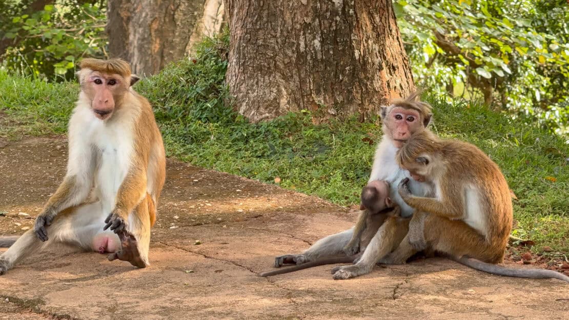 Monkeys on the road in Sigiriya in Sri Lanka
