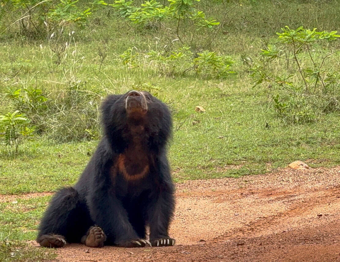 Sloth bear in Wilpattu National Park in Sri Lanka