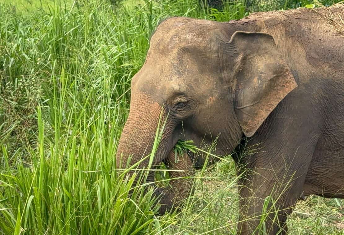 Elephant eating grass in Hurulu in Sri Lanka