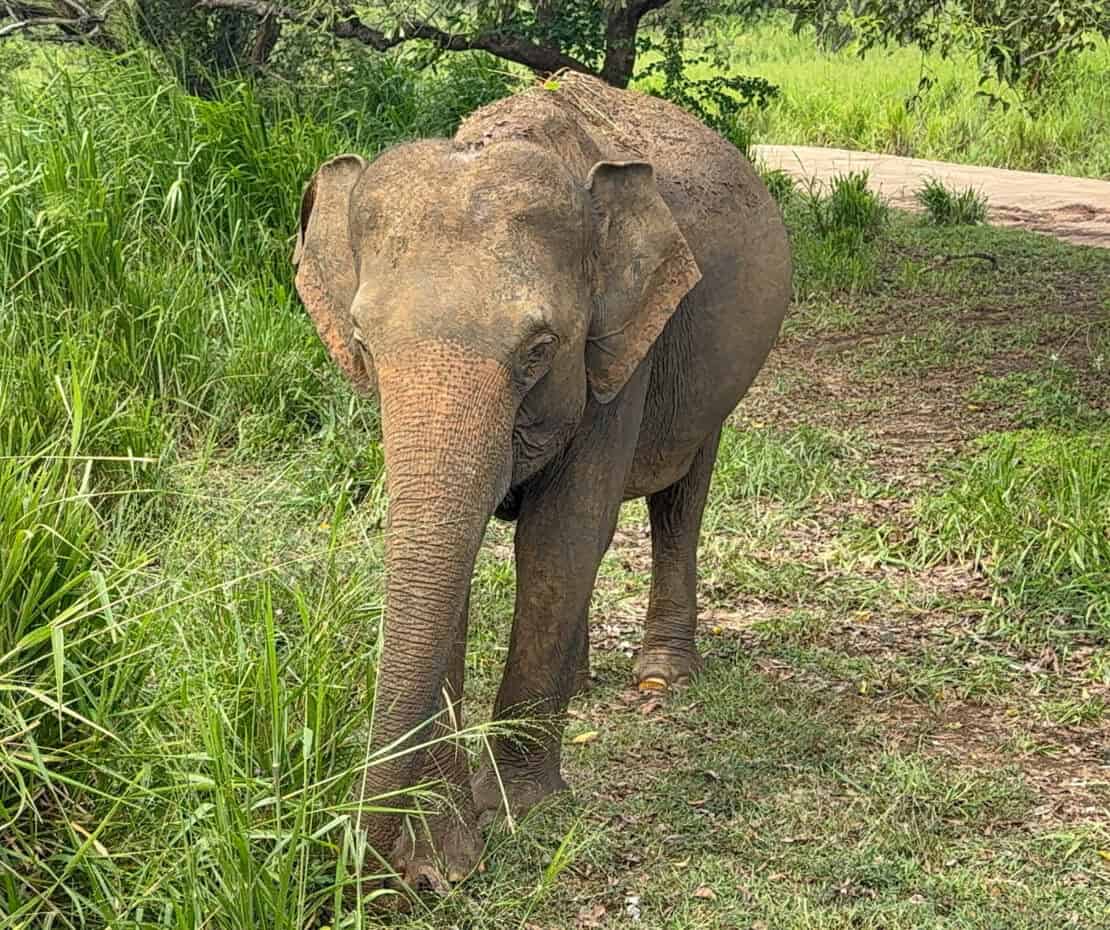 Elephant in the grass in Hurulu Sri Lanka