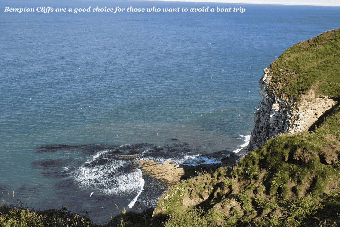 View over Bempton Cliffs in Yorkshire, UK