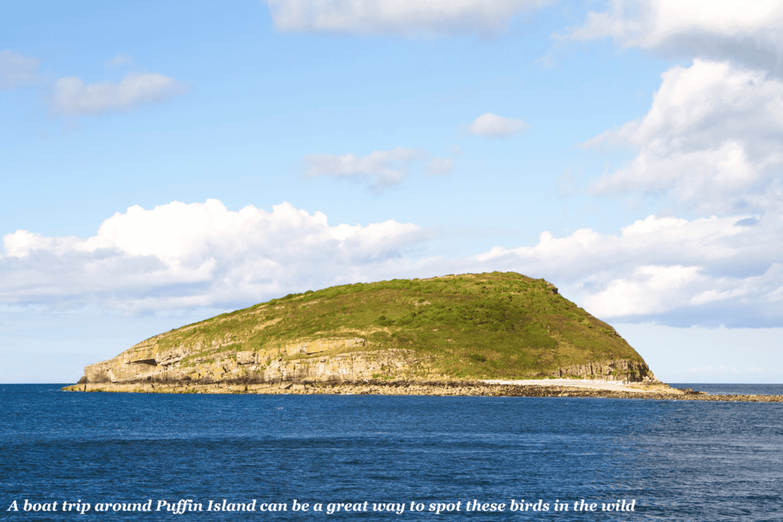 Puffin Island, UK