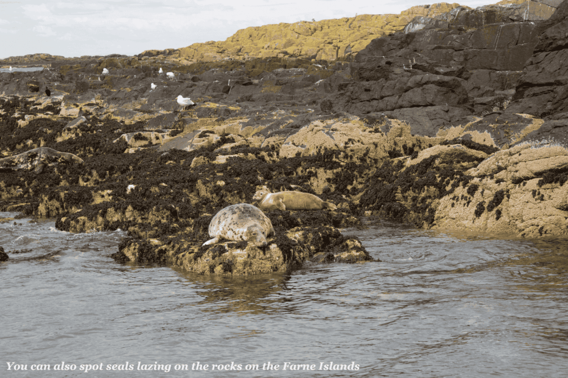Seal lazing on the rocks on the Farne Islands in Northumberland, UK