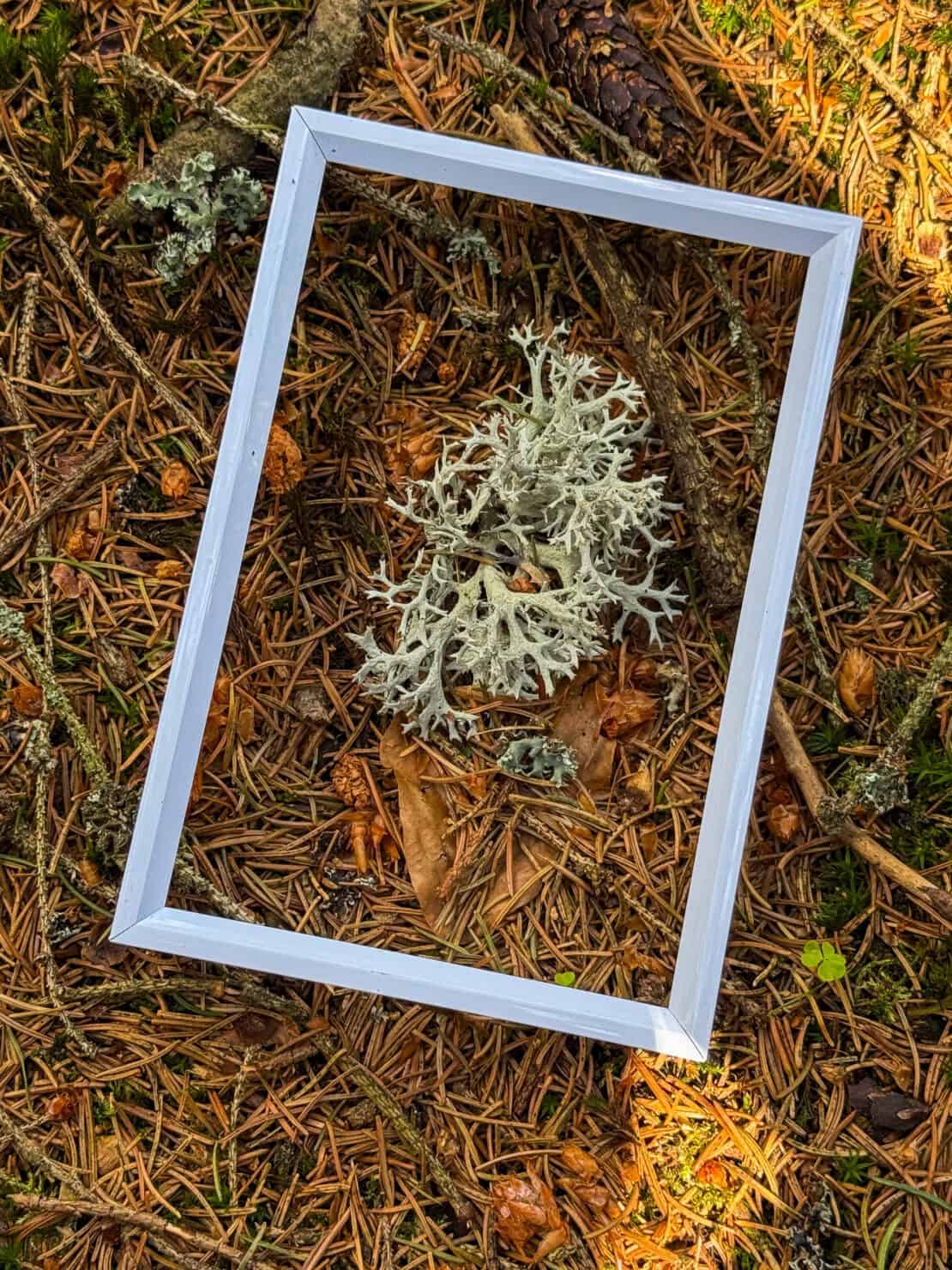 Forest bathing white frame on moss