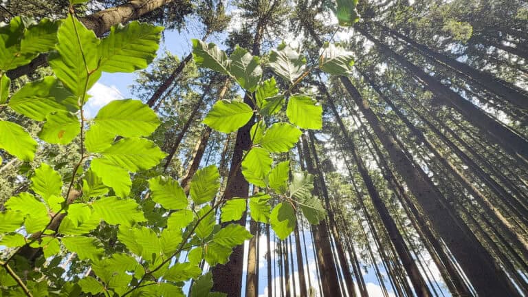 Kaiserwald Forest in Marianske Lazne Czech Republic