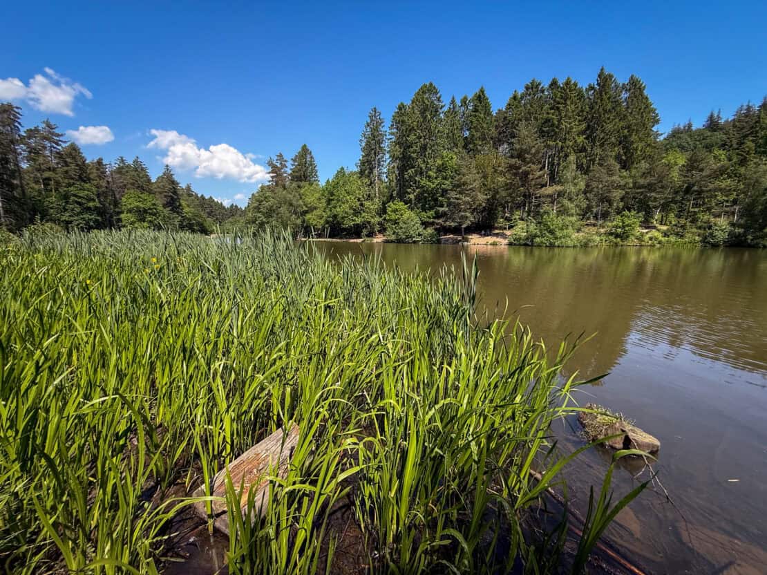 Mallard's Pike in the Forest of Dean