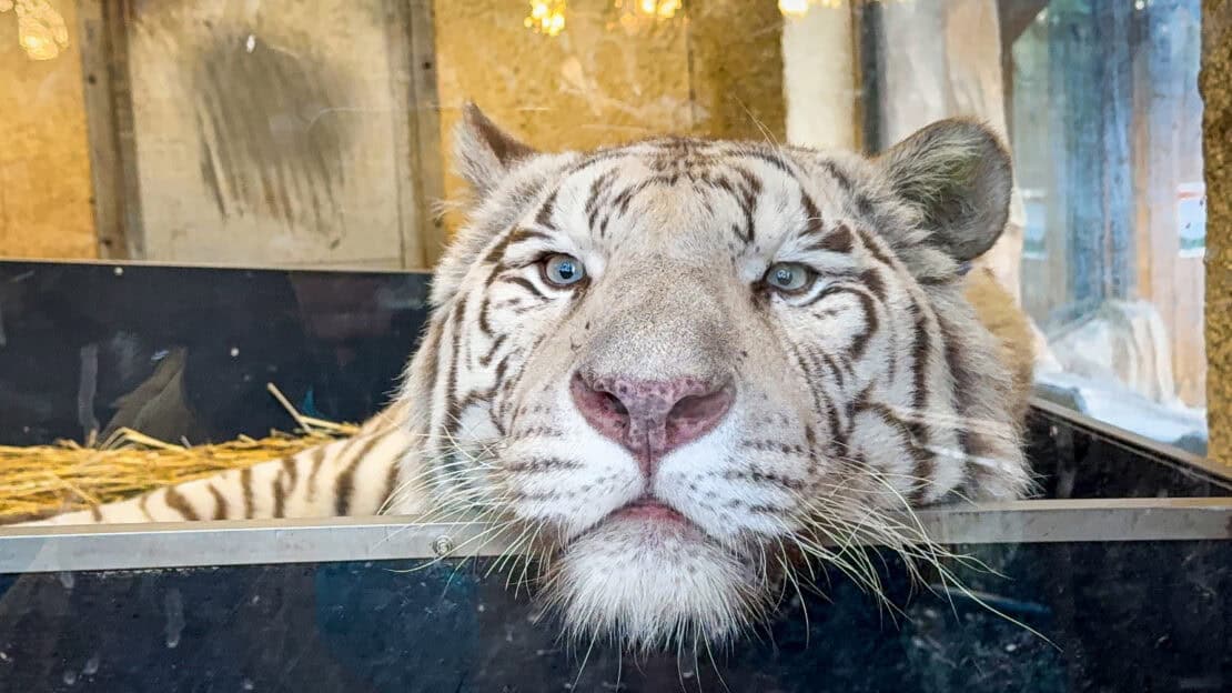 White Tiger Parc Beauval Loire Valley France