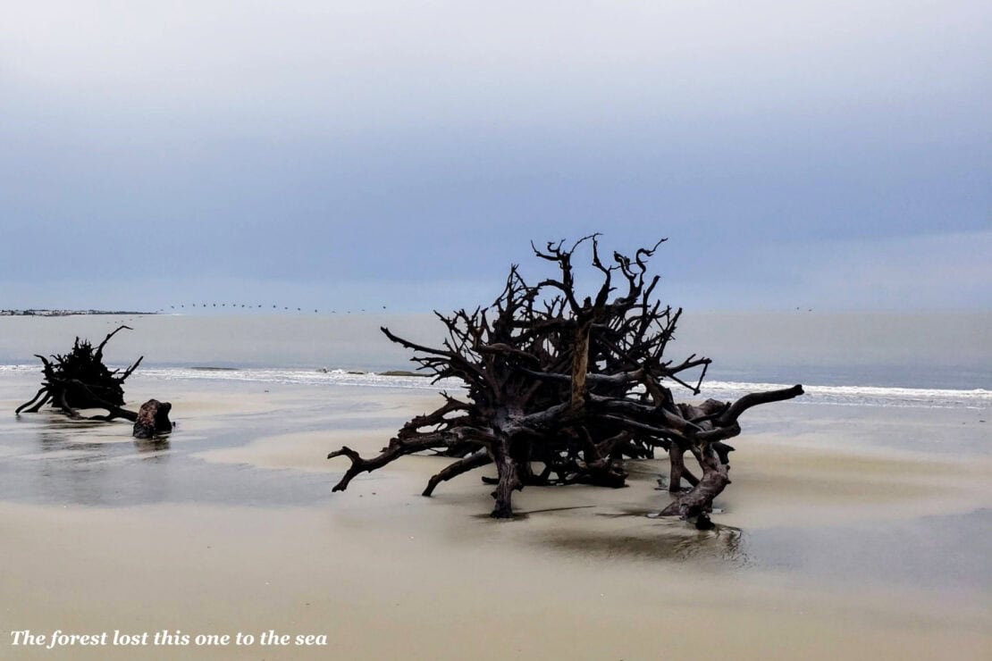 Bare, uprooted tree trunks lying on wet sand at Driftwood Beach on Jekyll Island, Georgia, under a grey sky with a line of pelicans flying low over the sea